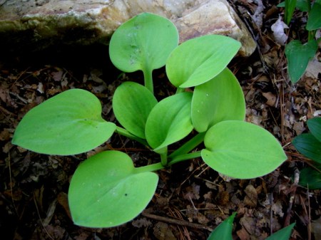 Hosta 'Mouse Cheese'