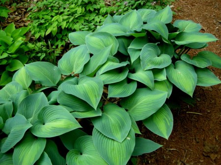Hosta 'Paradise Joyce'