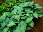 Hosta ‘Paradise Joyce’