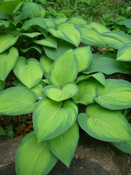 Hosta 'Paul's Glory'