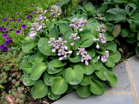 Hosta 'Blue Mouse Ears' 6-21-2015 1-44-28 PM