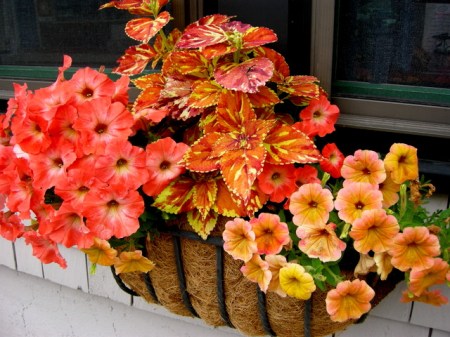 window boxes in Camden Maine 7-14-2015 5-32-58 PM