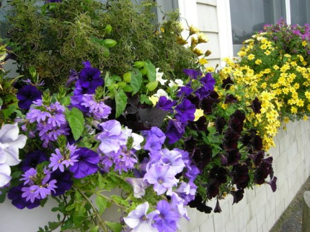 window boxes in Camden Maine 7-14-2015 5-46-17 PM