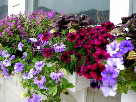 window boxes in Camden Maine 7-14-2015 5-46-35 PM