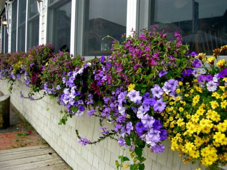 window boxes in Camden Maine 7-14-2015 5-47-39 PM