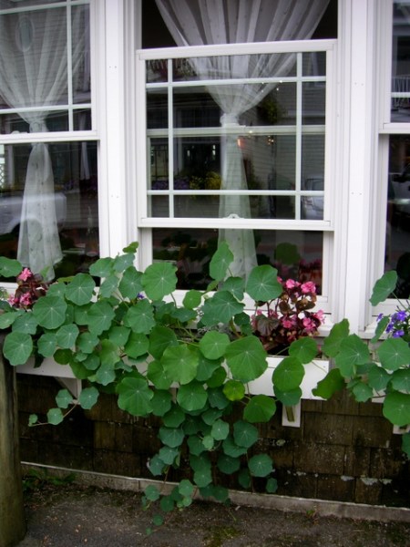 window boxes in Camden Maine 7-14-2015 5-48-21 PM
