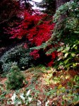 Fall Foliage 2015 Carolyn’s Shade&nbsp;Gardens-001