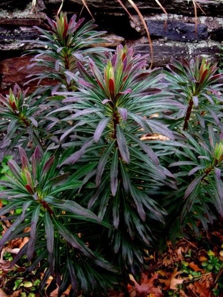 Fall Foliage 2015 Carolyn's Shade Gardens-002