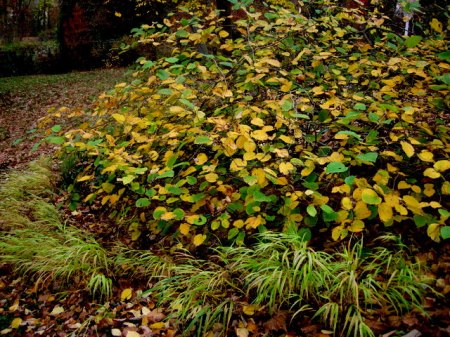 Fall Foliage 2015 Carolyn's Shade Gardens-003