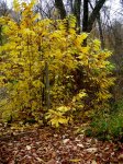 Fall Foliage 2015 Carolyn’s Shade&nbsp;Gardens-004
