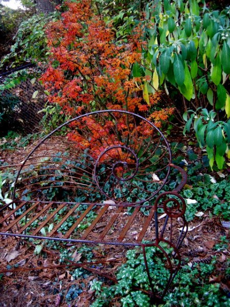 Fall Foliage 2015 Carolyn's Shade Gardens1