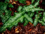 Arum itlaicum selected&nbsp;seedling