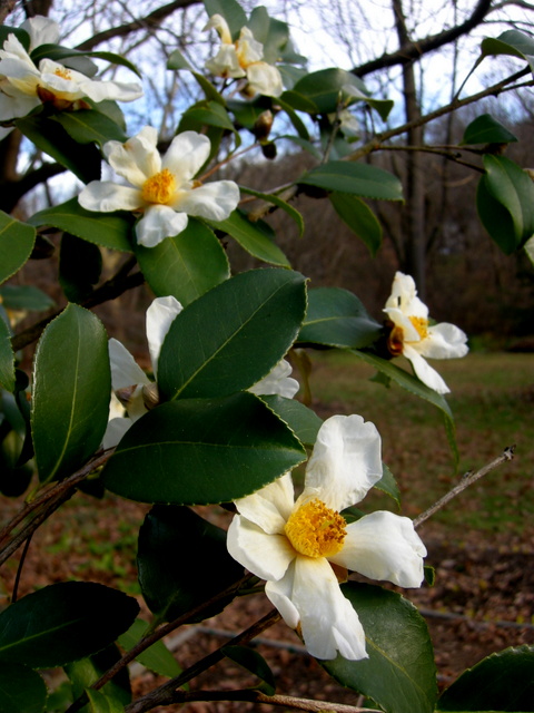 Camellia oleifera 'Lu Shan Snow' | CAROLYN'S SHADE GARDENS