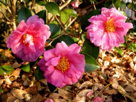 Camellia x 'Winter's Joy'-001