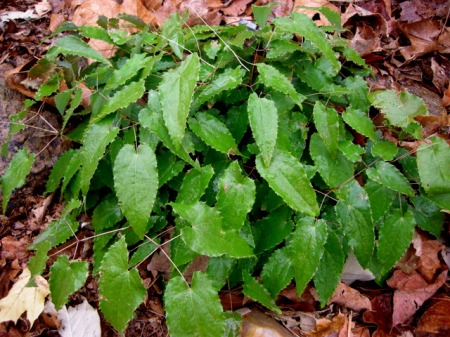 Epimedium stellulatum "Long Leaf Form"
