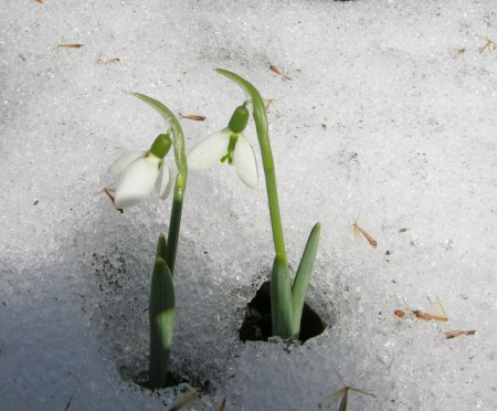 Galanthus elwesii