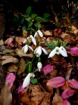 Galanthus ‘Potter’s Prelude’&nbsp;elwesii