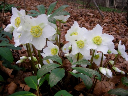 Helleborus niger 'Praecox'