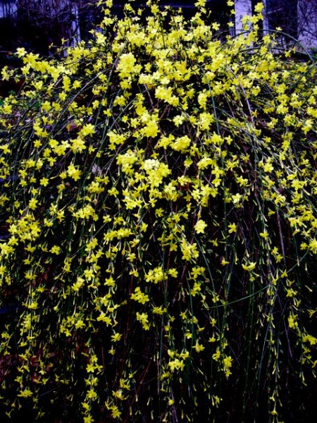 Jasminum nudiflorum