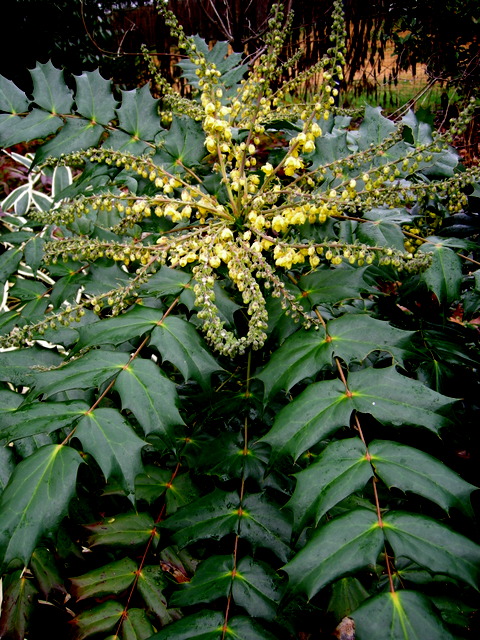 Japanese mahonia | CAROLYN'S SHADE GARDENS