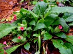 Pulmonaria rubra ‘Redstart’