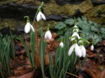 Galanthus ‘Atkinsii’