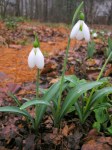 Galanthus ‘Colossus’ plicatus