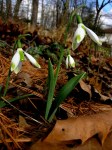 Galanthus ‘Daphne’s Scissors’&nbsp;elwesii
