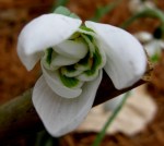 Galanthus ‘Faringdon Double’