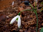 Galanthus ‘Fly Fishing’