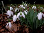 Galanthus ‘Kite’ elwesii
