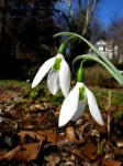 Galanthus ‘Kite’ elwesii