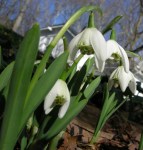 Galanthus ‘Lady Beatrix&nbsp;Stanley’