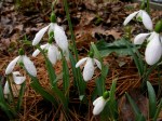 Galanthus ‘Magnet’