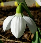 Galanthus ‘Three Ships’&nbsp;plicatus