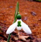 Galanthus ‘Xmas’ elwesii