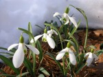 Galanthus ‘Magnet’
