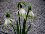 Galanthus ‘Art Noveau’