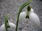 Galanthus ‘Bertram Anderson’