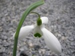 Galanthus ‘Bill Bishop’