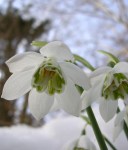 Galanthus ‘Godfrey Owen’&nbsp;elwesii