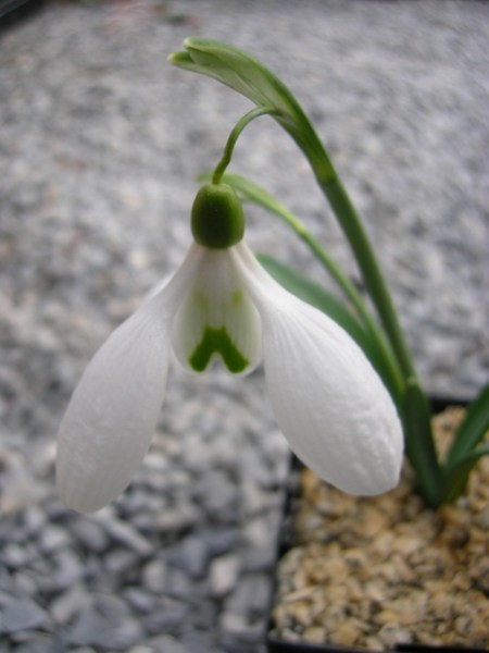 Galanthus 'Gravity'