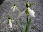 Galanthus ‘Hoverfly’