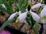 Galanthus ‘Jessica’