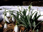 Galanthus ‘Kite’ elwesii
