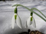 Galanthus ‘Kite’ elwesii