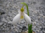 Galanthus ‘Madelaine’ plicatus