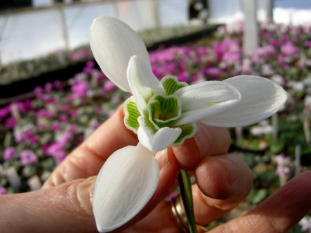 Galanthus 'Natalie Garton'