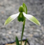 Galanthus ‘Savnik B.’&nbsp;nivalis