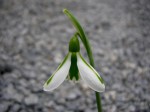 Galanthus ‘South Hayes’